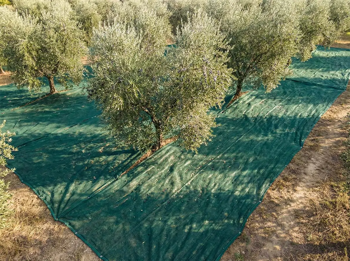 olive net olive net