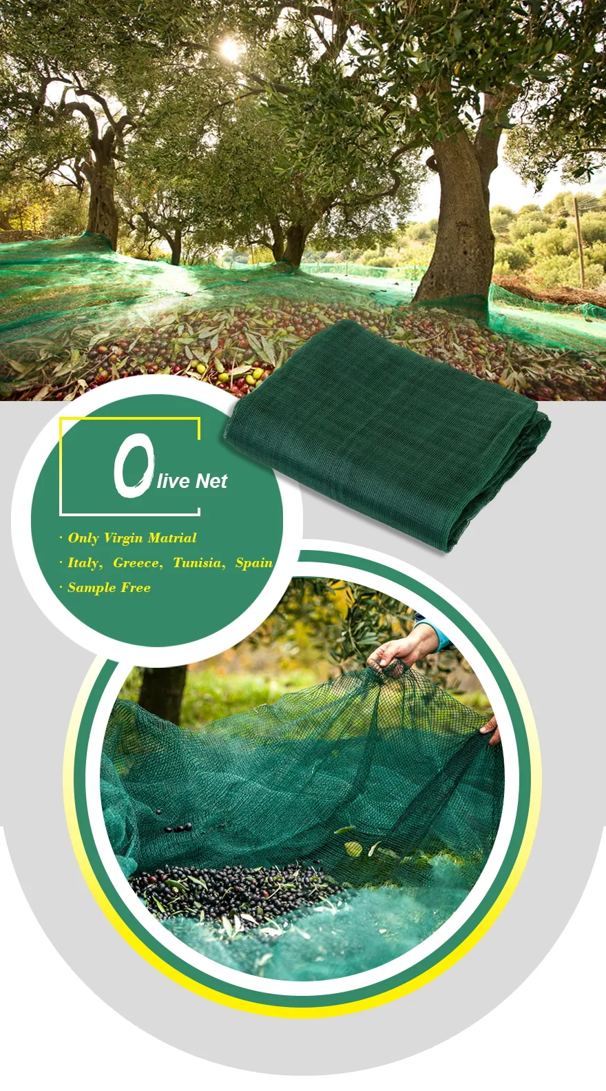 olive net-1