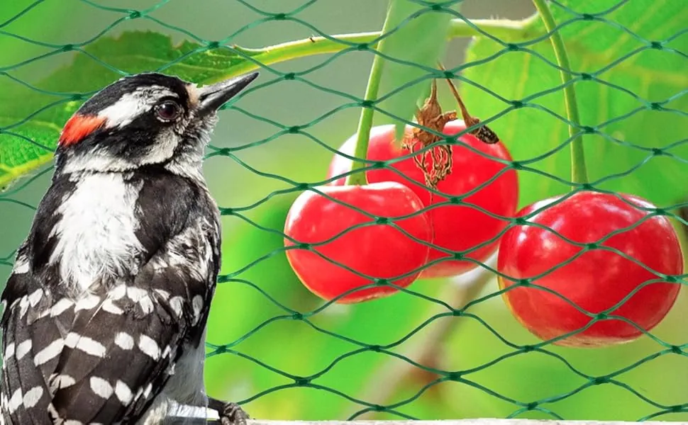 25024650-c717-44ef-9ffc-396de37aee1e-__CR65-0-1450-897_PT0_SX970_V1___